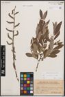 Foto von Salix cinerea L.